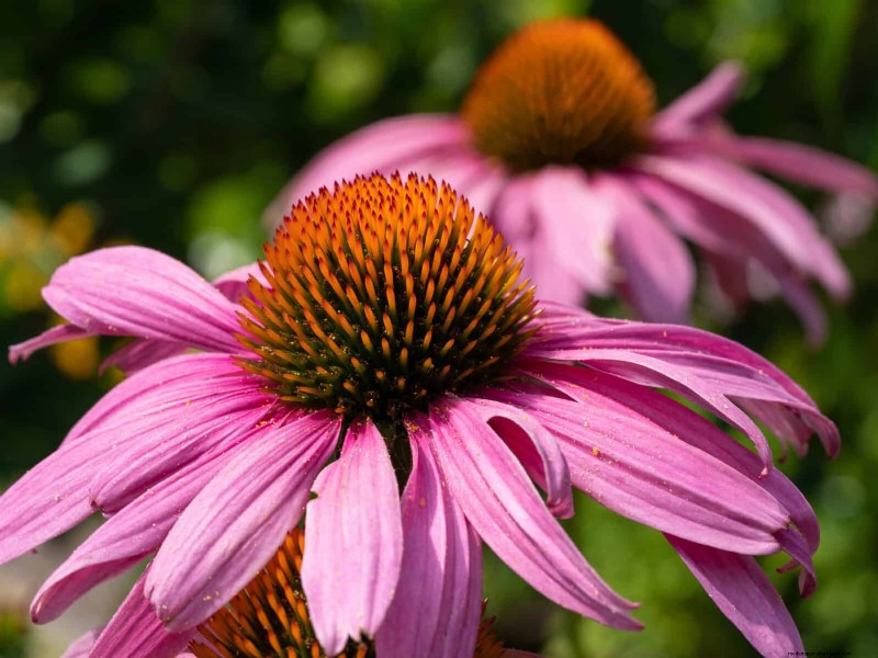 Trek bestuivers aan:23 inheemse planten voor een bloeiend ecosysteem in de achtertuin 