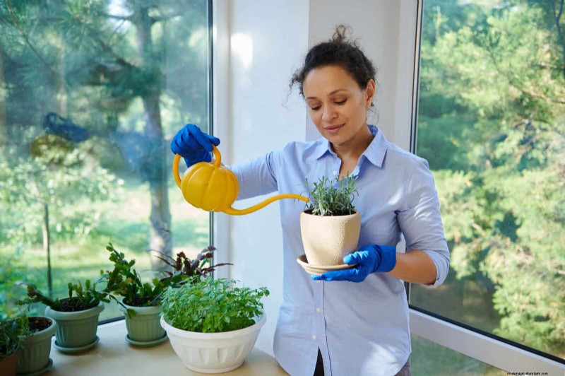 硬水と敏感な植物:ミネラルストレスの 24 の兆候 