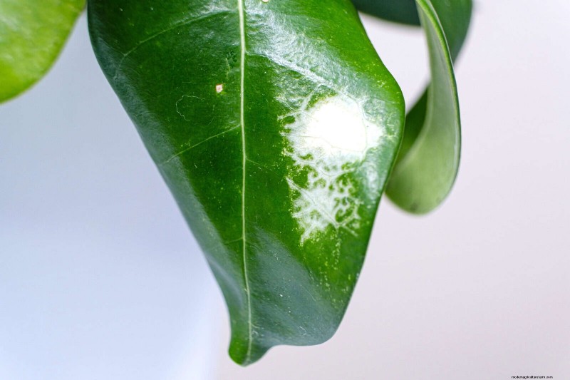硬水と敏感な植物:ミネラルストレスの 24 の兆候 