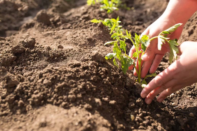 硬水と敏感な植物:ミネラルストレスの 24 の兆候 