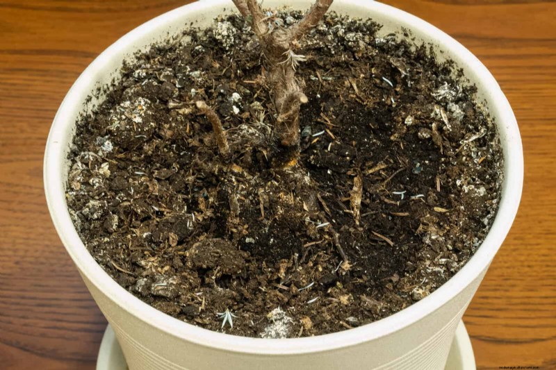 硬水と敏感な植物:ミネラルストレスの 24 の兆候 