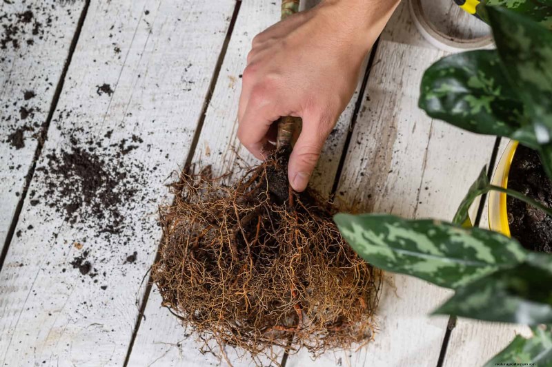 硬水と敏感な植物:ミネラルストレスの 24 の兆候 
