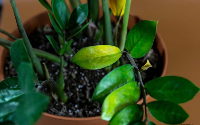 硬水と敏感な植物:ミネラルストレスの 24 の兆候 