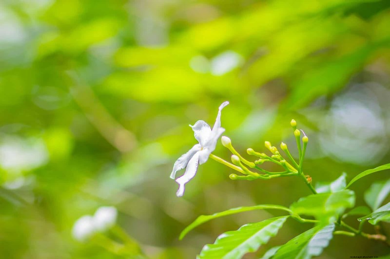硬水と敏感な植物:ミネラルストレスの 24 の兆候 