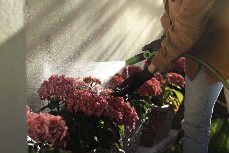 硬水と敏感な植物:ミネラルストレスの 24 の兆候 