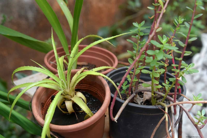 硬水と敏感な植物:ミネラルストレスの 24 の兆候 