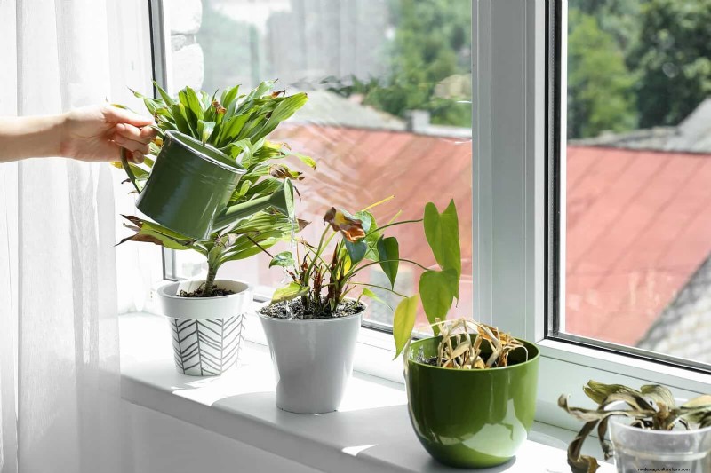 硬水と敏感な植物:ミネラルストレスの 24 の兆候 
