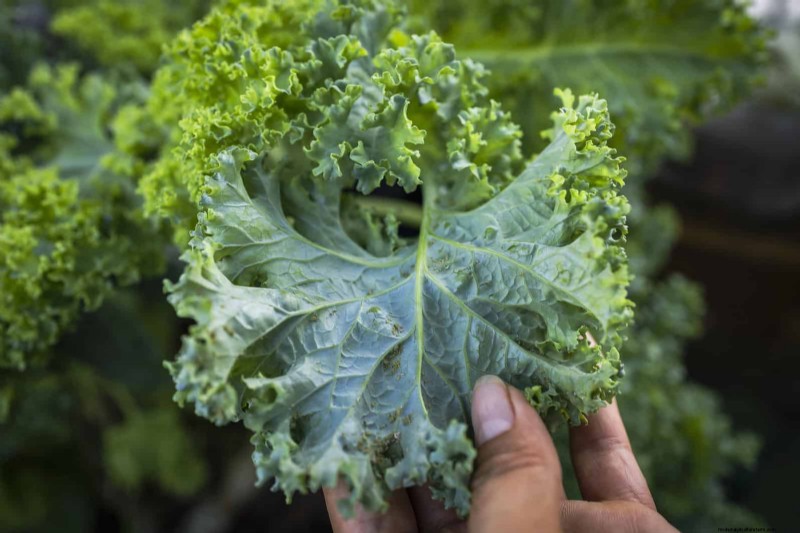 硬水と敏感な植物:ミネラルストレスの 24 の兆候 