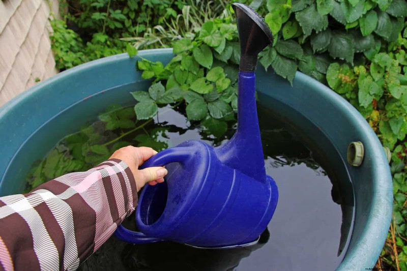 硬水と敏感な植物:ミネラルストレスの 24 の兆候 