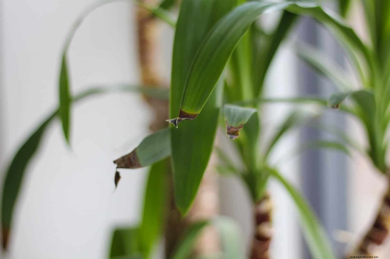 硬水と敏感な植物:ミネラルストレスの 24 の兆候 