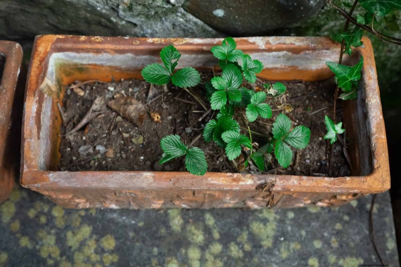 硬水と敏感な植物:ミネラルストレスの 24 の兆候 