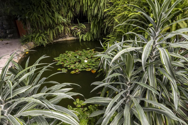 硬水と敏感な植物:ミネラルストレスの 24 の兆候 