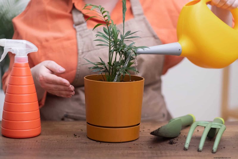 硬水と敏感な植物:ミネラルストレスの 24 の兆候 
