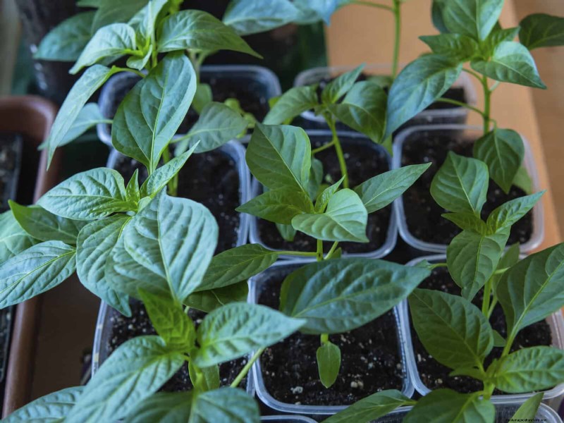 硬水と敏感な植物:ミネラルストレスの 24 の兆候 