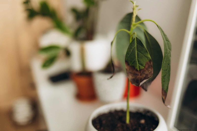 硬水と敏感な植物:ミネラルストレスの 24 の兆候 