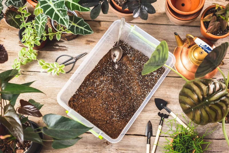 硬水と敏感な植物:ミネラルストレスの 24 の兆候 