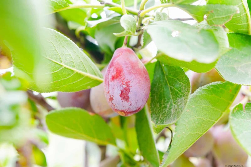 硬水と敏感な植物:ミネラルストレスの 24 の兆候 