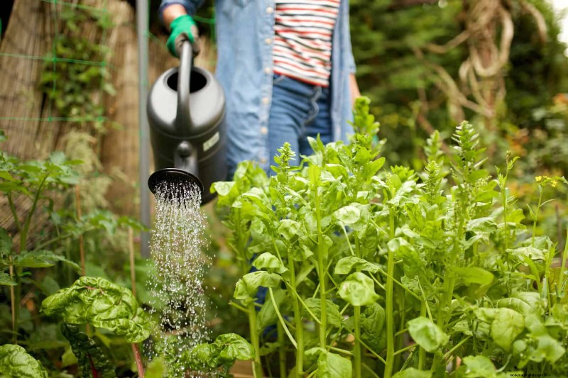 硬水と敏感な植物:ミネラルストレスの 24 の兆候 