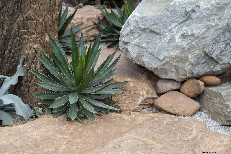 Piante uniche resistenti alla siccità per uno splendido giardino estivo 
