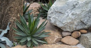 Unieke droogtetolerante planten voor een prachtige zomertuin 