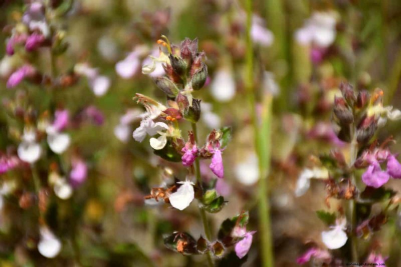 Piante uniche resistenti alla siccità per uno splendido giardino estivo 