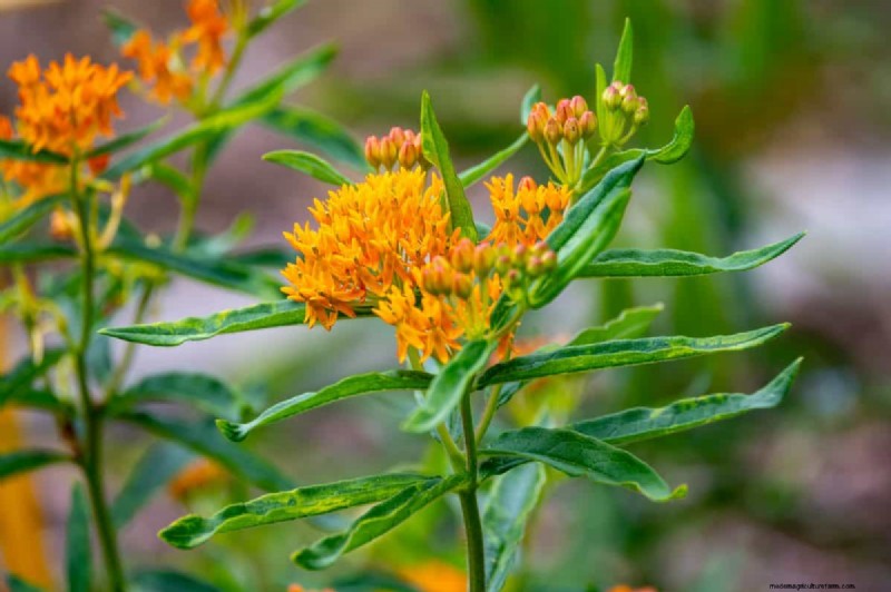 Piante uniche resistenti alla siccità per uno splendido giardino estivo 