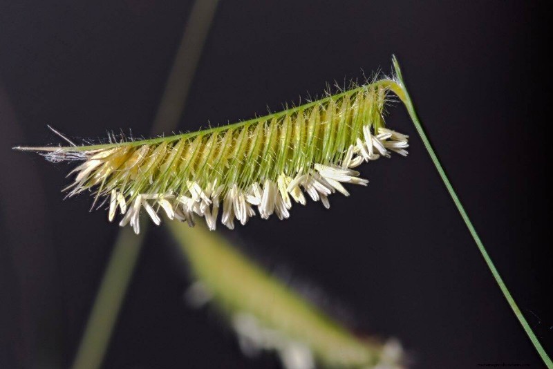 Piante uniche resistenti alla siccità per uno splendido giardino estivo 