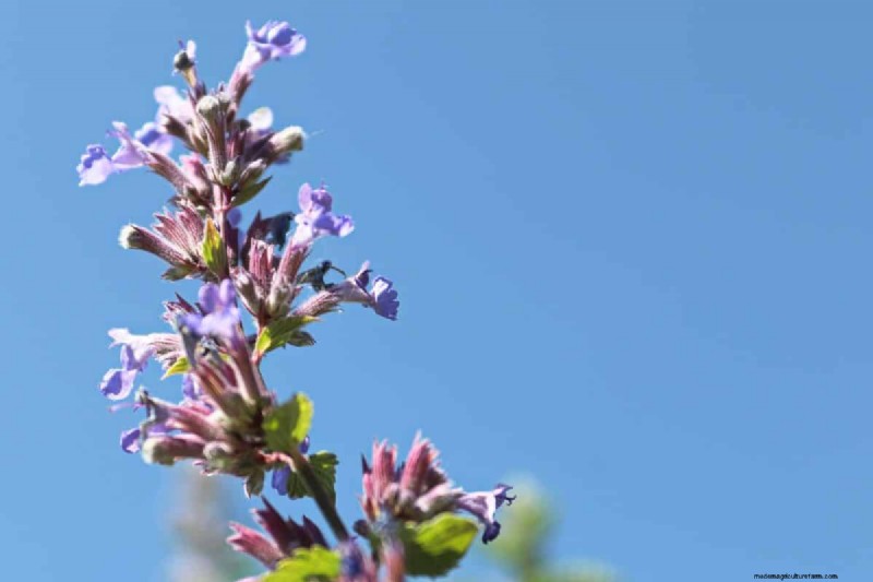Piante uniche resistenti alla siccità per uno splendido giardino estivo 