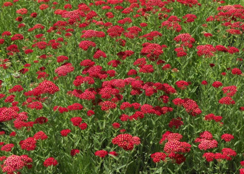 Piante uniche resistenti alla siccità per uno splendido giardino estivo 