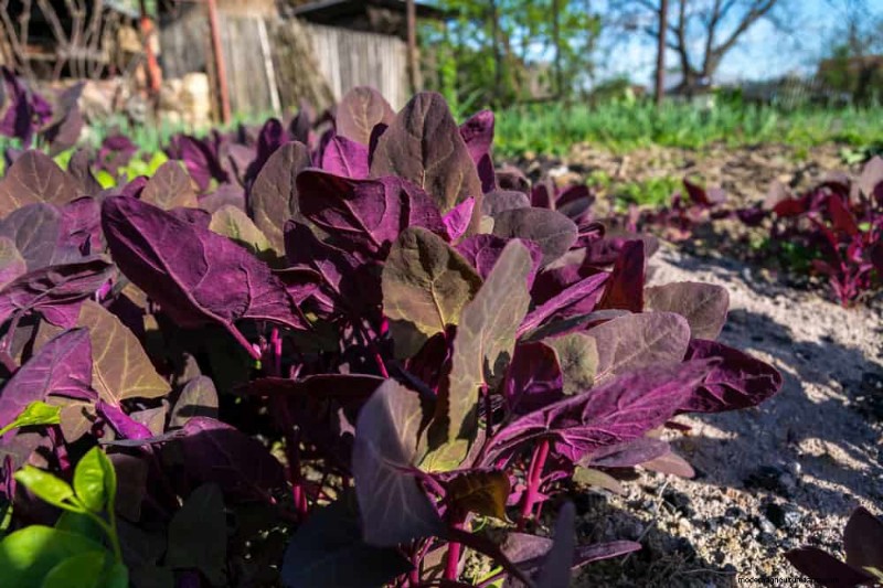 Piante uniche resistenti alla siccità per uno splendido giardino estivo 