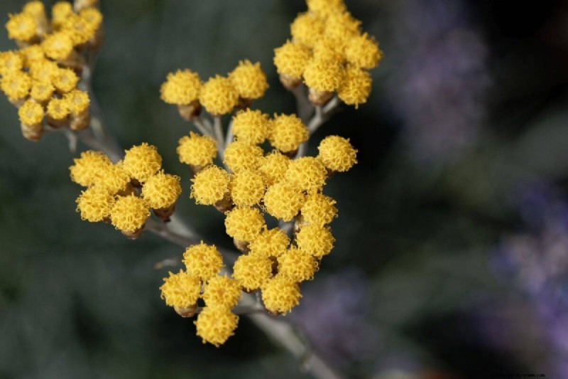 Piante uniche resistenti alla siccità per uno splendido giardino estivo 