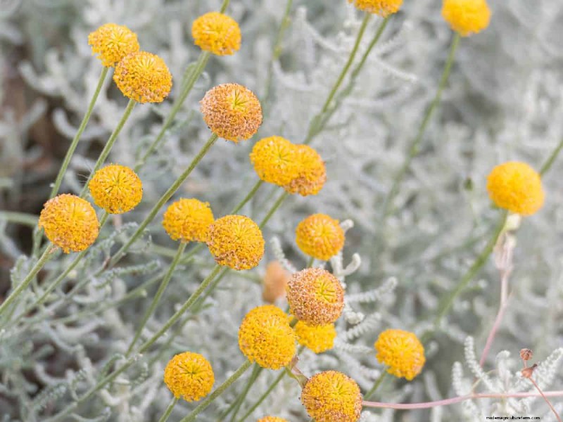 Piante uniche resistenti alla siccità per uno splendido giardino estivo 