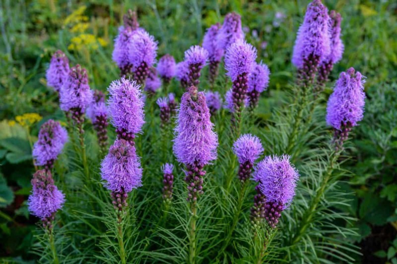 Piante uniche resistenti alla siccità per uno splendido giardino estivo 