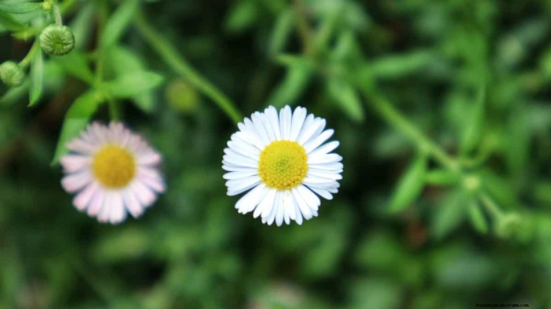 Piante uniche resistenti alla siccità per uno splendido giardino estivo 