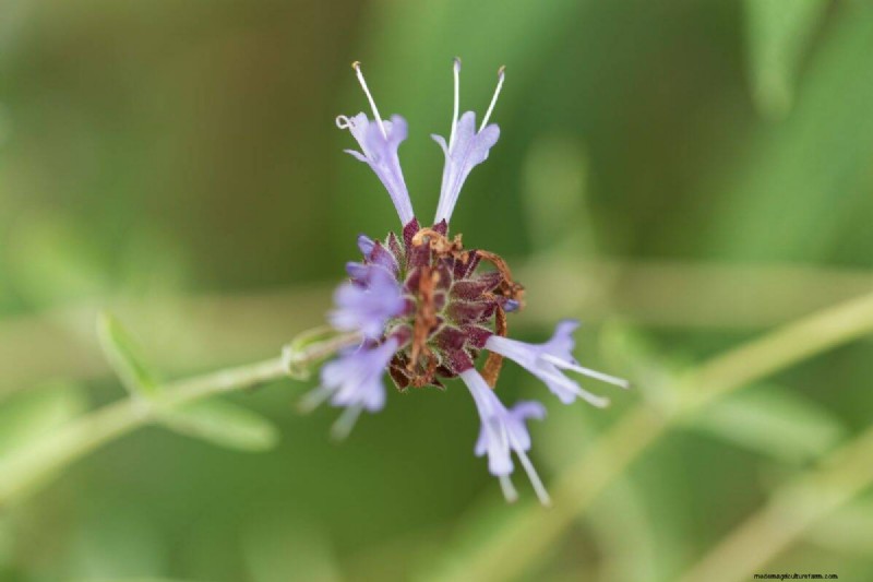 Piante uniche resistenti alla siccità per uno splendido giardino estivo 