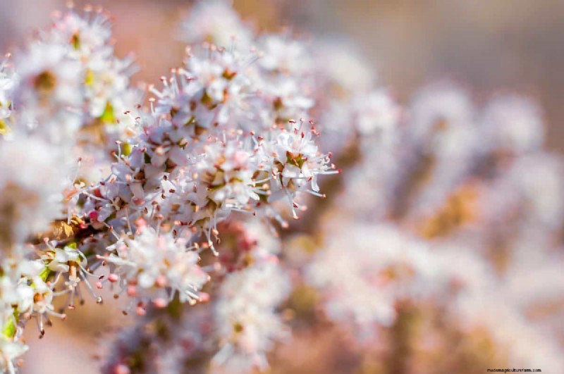 Piante uniche resistenti alla siccità per uno splendido giardino estivo 