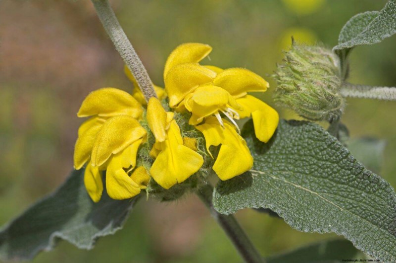 Piante uniche resistenti alla siccità per uno splendido giardino estivo 