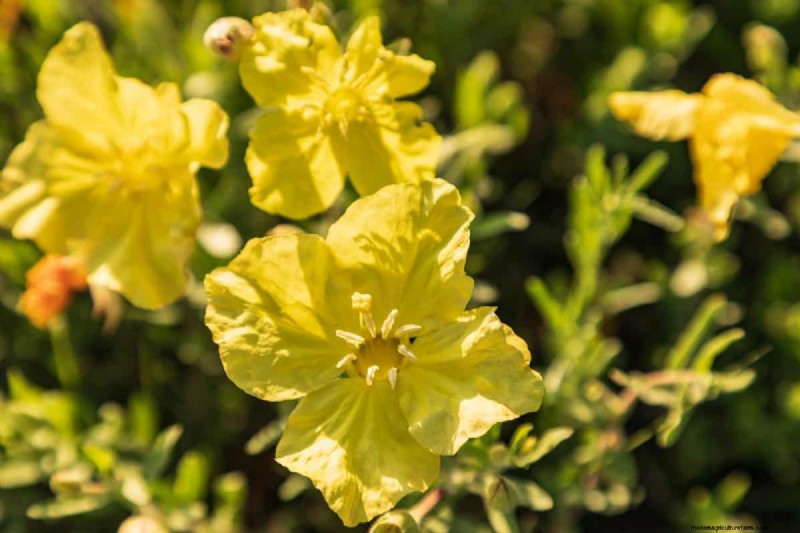 Piante uniche resistenti alla siccità per uno splendido giardino estivo 