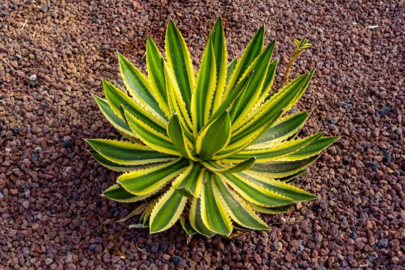 Piante uniche resistenti alla siccità per uno splendido giardino estivo 