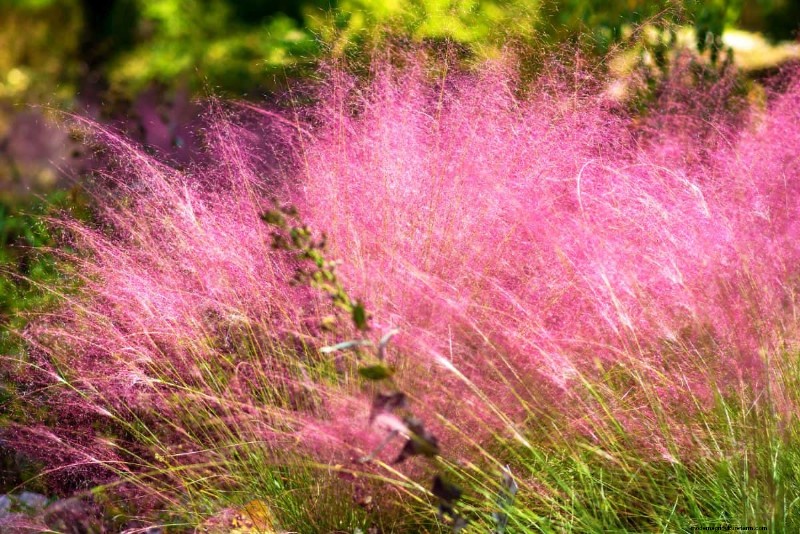 Piante uniche resistenti alla siccità per uno splendido giardino estivo 