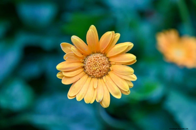 Piante uniche resistenti alla siccità per uno splendido giardino estivo 