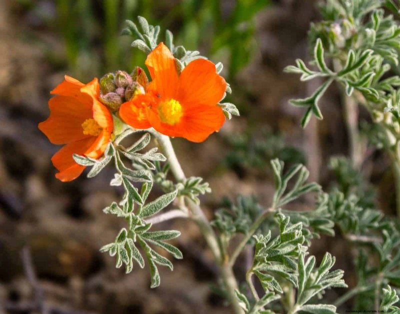 Piante uniche resistenti alla siccità per uno splendido giardino estivo 