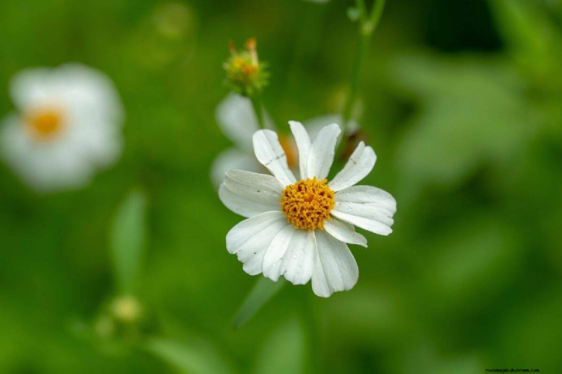 Piante uniche resistenti alla siccità per uno splendido giardino estivo 