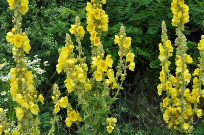 Piante uniche resistenti alla siccità per uno splendido giardino estivo 