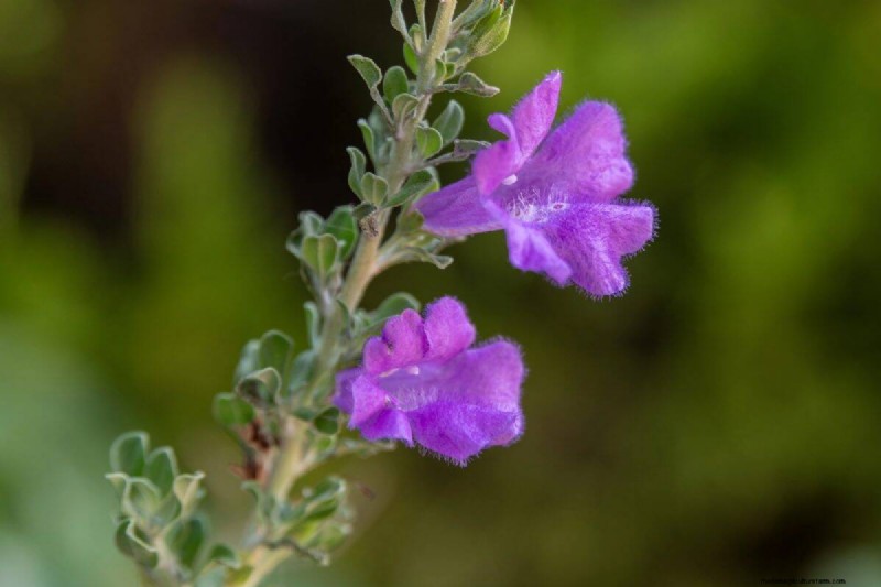 Piante uniche resistenti alla siccità per uno splendido giardino estivo 