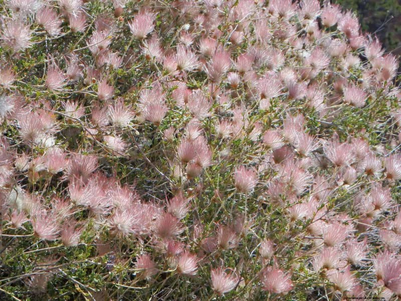 Piante uniche resistenti alla siccità per uno splendido giardino estivo 