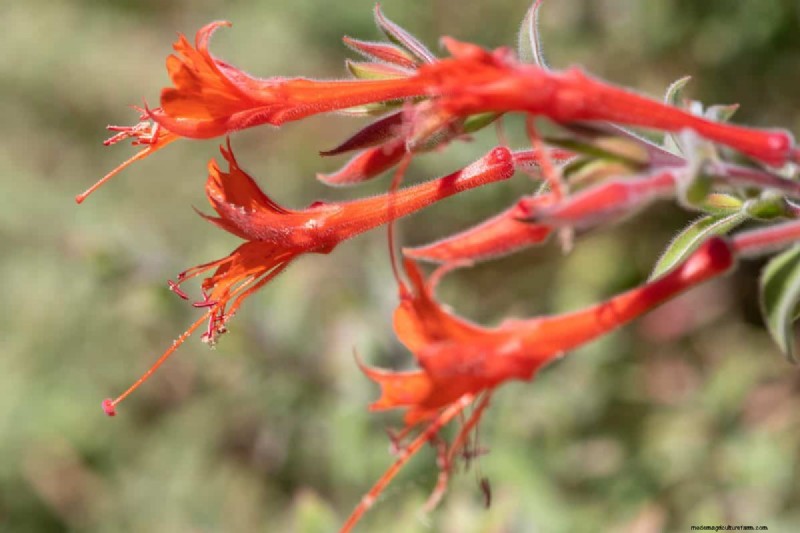 Piante uniche resistenti alla siccità per uno splendido giardino estivo 