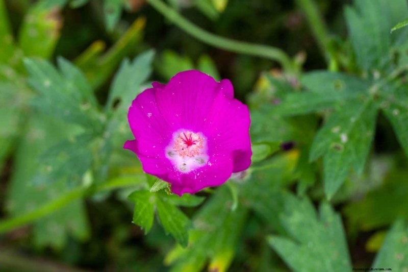 Piante uniche resistenti alla siccità per uno splendido giardino estivo 