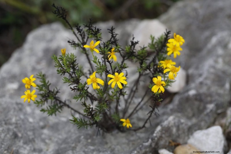 Piante uniche resistenti alla siccità per uno splendido giardino estivo 