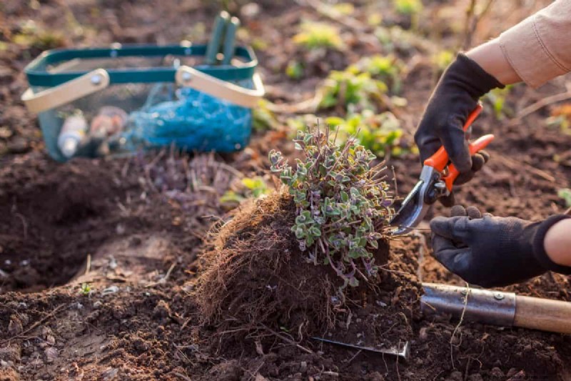Piante uniche resistenti alla siccità per uno splendido giardino estivo 